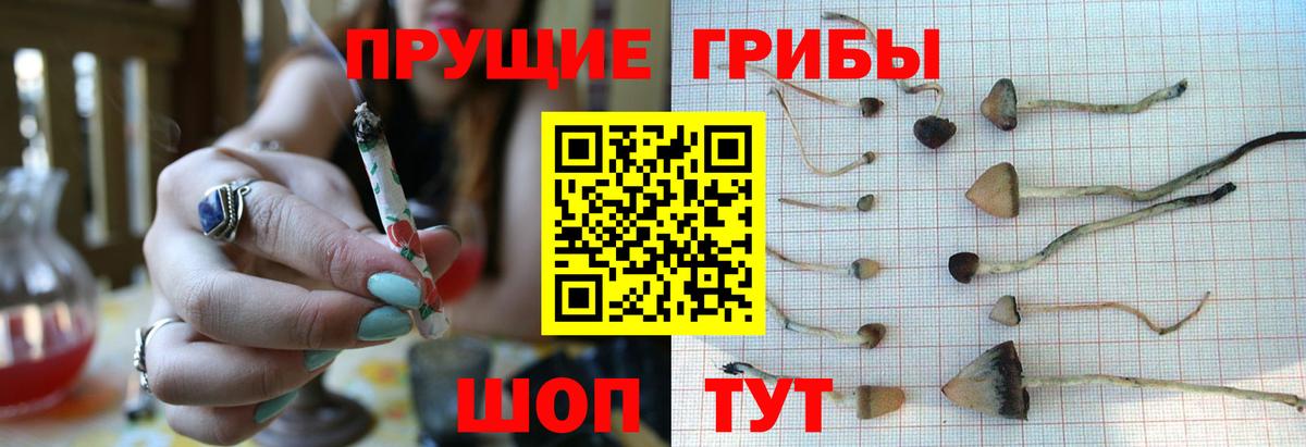 купить наркотики сайты  Псилоцибиновые грибы Magic Shrooms  Вход с VPN  Псилоцибиновые грибы MAGIC MUSHROOMS  Севастополь 